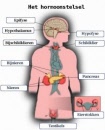 hormoonstelsel